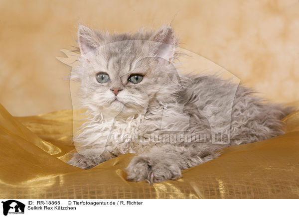 Selkirk Rex Ktzchen / Selkirk Rex Kitten / RR-18865