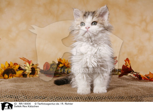 Selkirk Rex Ktzchen / Selkirk Rex Kitten / RR-18906