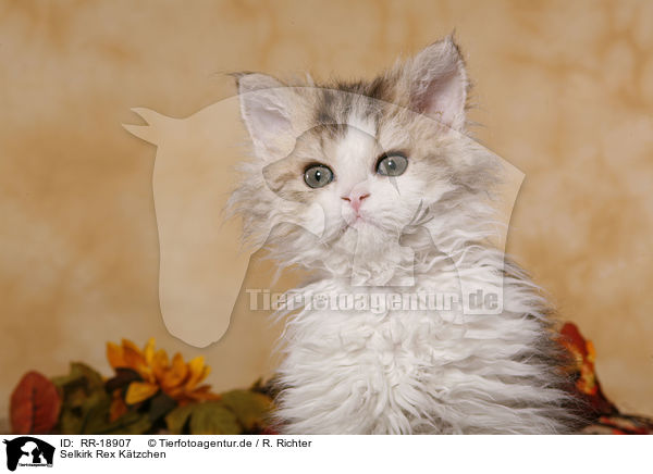 Selkirk Rex Ktzchen / Selkirk Rex Kitten / RR-18907