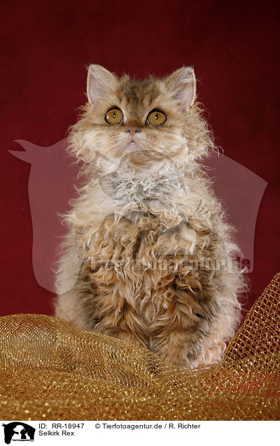 Selkirk Rex / Selkirk Rex / RR-18947