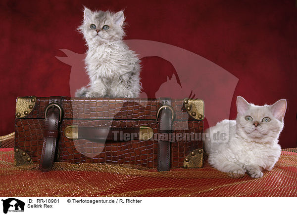 Selkirk Rex / Selkirk Rex / RR-18981