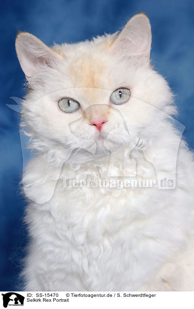 Selkirk Rex Portrait / Selkirk Rex Portrait / SS-15470