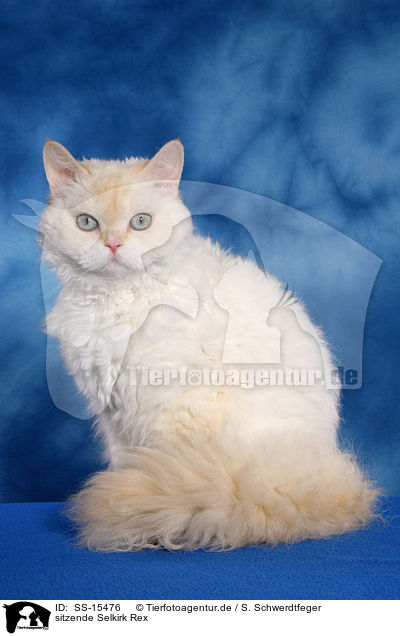 sitzende Selkirk Rex / sitting Selkirk Rex / SS-15476