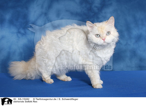 stehende Selkirk Rex / standing Selkirk Rex / SS-15482