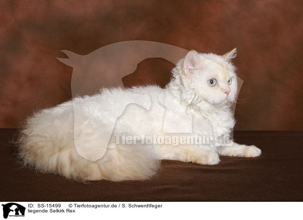 liegende Selkirk Rex / lying Selkirk Rex / SS-15499