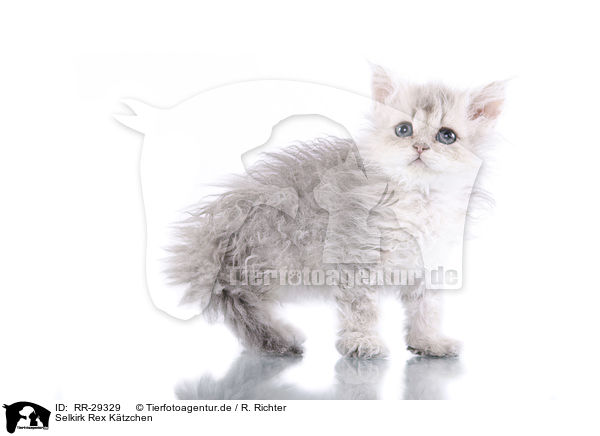 Selkirk Rex Ktzchen / Selkirk Rex Kitten / RR-29329