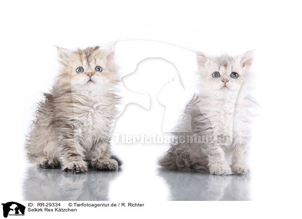 Selkirk Rex Ktzchen / Selkirk Rex Kitten / RR-29334