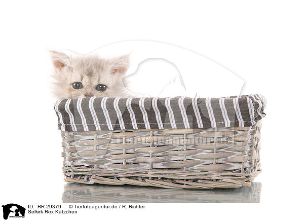 Selkirk Rex Ktzchen / Selkirk Rex Kitten / RR-29379