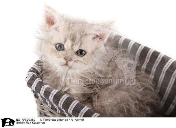 Selkirk Rex Ktzchen / Selkirk Rex Kitten / RR-29382