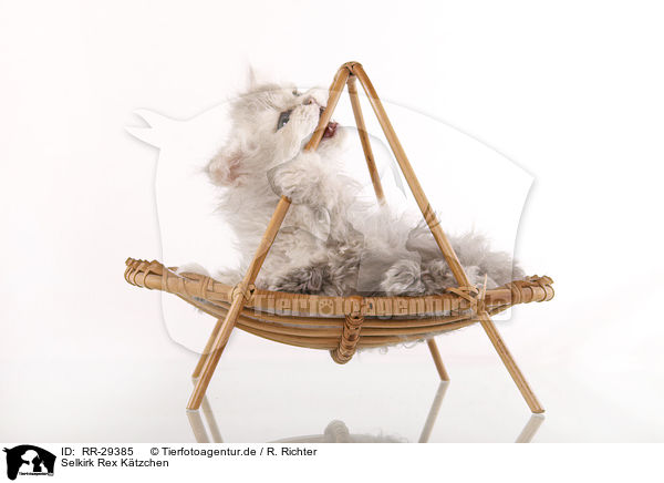 Selkirk Rex Ktzchen / Selkirk Rex Kitten / RR-29385