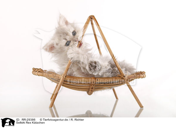 Selkirk Rex Ktzchen / Selkirk Rex Kitten / RR-29386