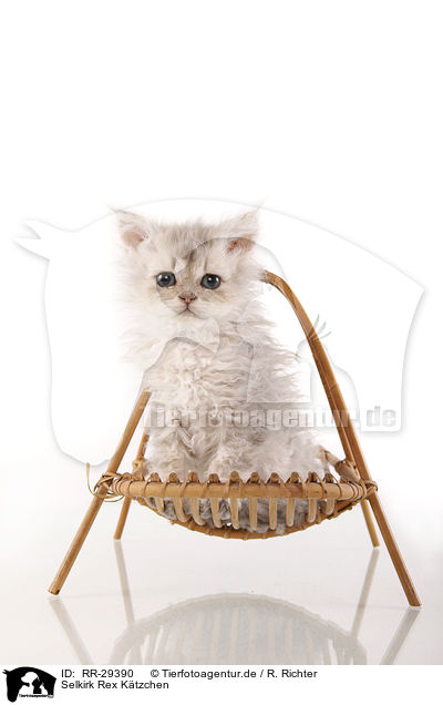 Selkirk Rex Ktzchen / Selkirk Rex Kitten / RR-29390