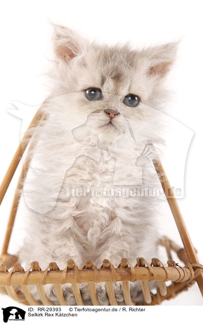 Selkirk Rex Ktzchen / Selkirk Rex Kitten / RR-29393