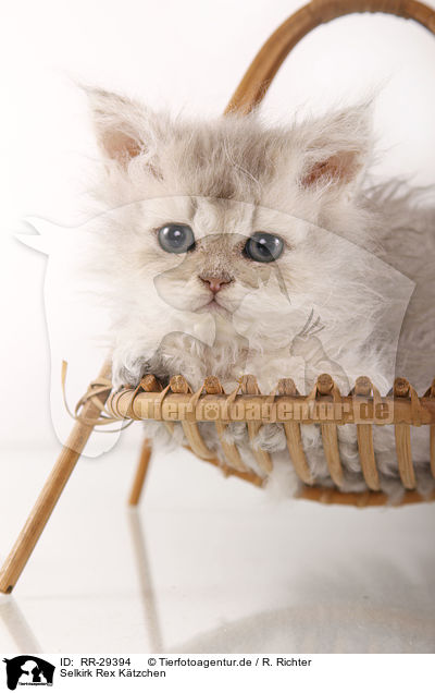 Selkirk Rex Ktzchen / Selkirk Rex Kitten / RR-29394