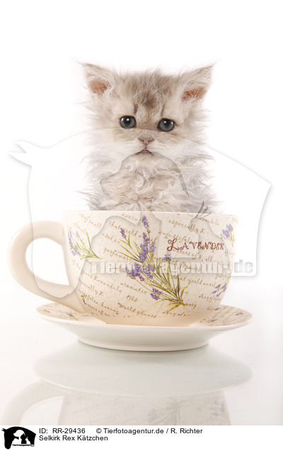 Selkirk Rex Ktzchen / Selkirk Rex Kitten / RR-29436