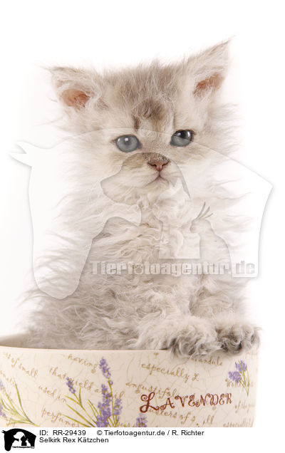 Selkirk Rex Ktzchen / Selkirk Rex Kitten / RR-29439