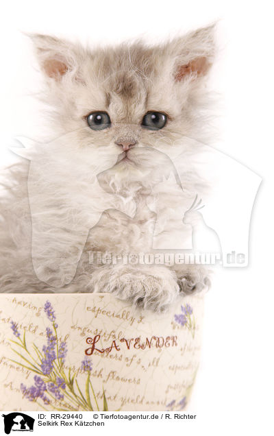 Selkirk Rex Ktzchen / Selkirk Rex Kitten / RR-29440