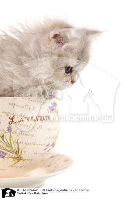 Selkirk Rex Ktzchen / Selkirk Rex Kitten / RR-29442