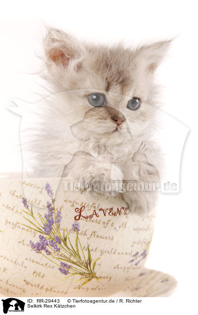 Selkirk Rex Ktzchen / Selkirk Rex Kitten / RR-29443