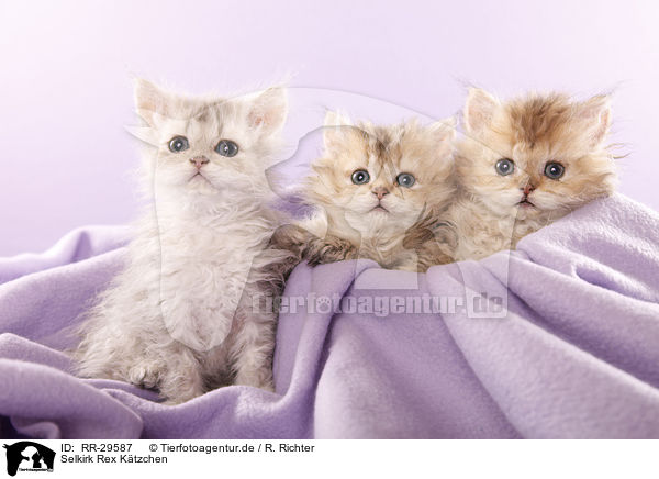 Selkirk Rex Ktzchen / Selkirk Rex Kitten / RR-29587