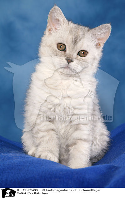 Selkirk Rex Ktzchen / Selkirk Rex kitten / SS-32433