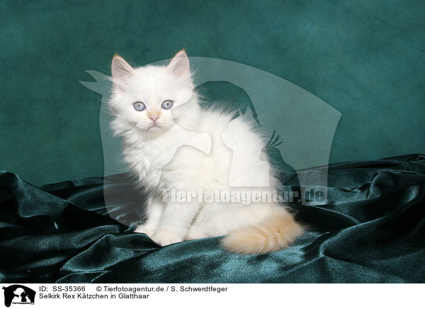 Selkirk Rex Ktzchen in Glatthaar / Selkirk Rex kitten with straight-hair / SS-35366