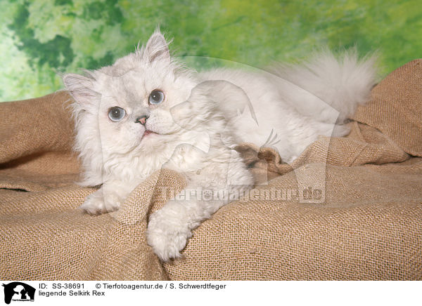 liegende Selkirk Rex / lying Selkirk Rex / SS-38691