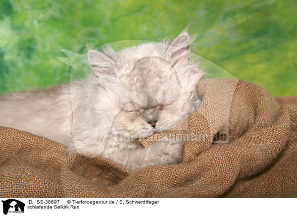 schlafende Selkirk Rex / sleeping Selkirk Rex / SS-38697