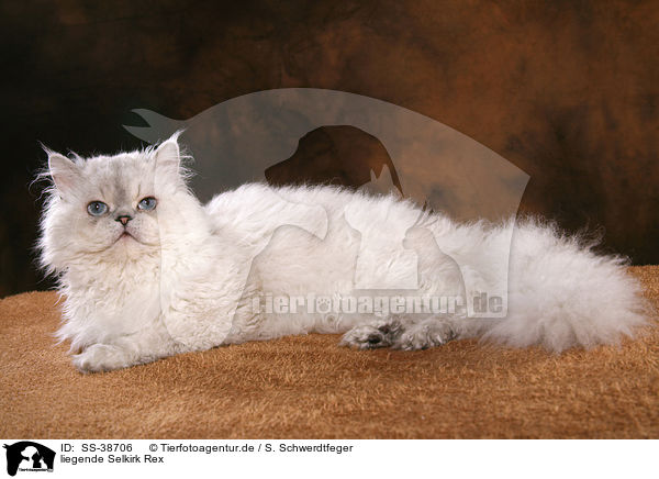 liegende Selkirk Rex / lying Selkirk Rex / SS-38706