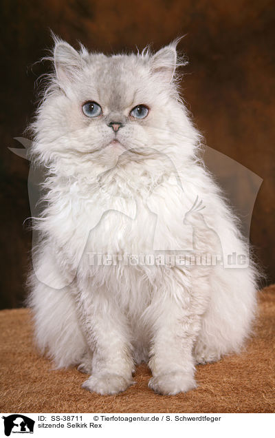 sitzende Selkirk Rex / sitting Selkirk Rex / SS-38711