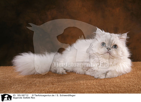 liegende Selkirk Rex / lying Selkirk Rex / SS-38712