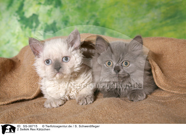 2 Selkirk Rex Ktzchen / 2 Selkirk Rex Kitten / SS-38715