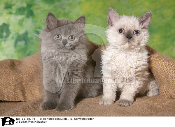 2 Selkirk Rex Ktzchen / 2 Selkirk Rex Kitten / SS-38716