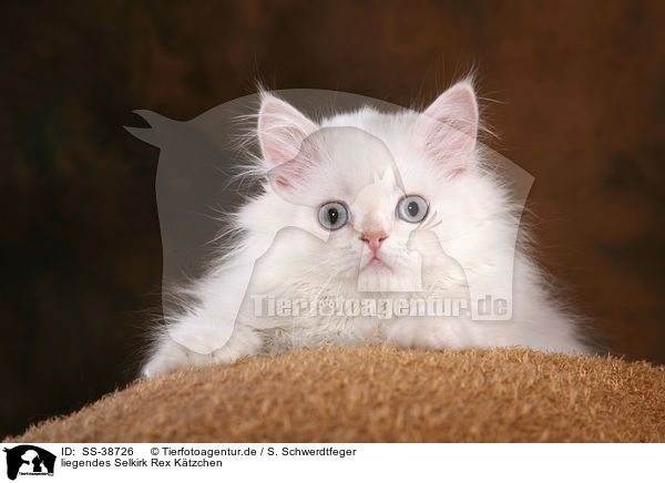 liegendes Selkirk Rex Ktzchen / lying Selkirk Rex Kitten / SS-38726