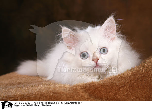 liegendes Selkirk Rex Ktzchen / lying Selkirk Rex Kitten / SS-38733