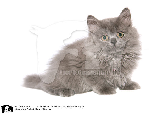 sitzendes Selkirk Rex Ktzchen / SS-38741