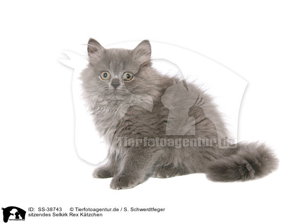 sitzendes Selkirk Rex Ktzchen / sitting Selkirk Rex Kitten / SS-38743