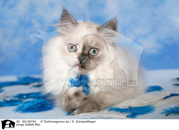 junge Selkirk Rex / young Selkirk Rex / SS-38794