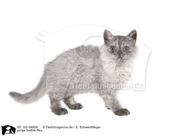 junge Selkirk Rex / young Selkirk Rex / SS-38806