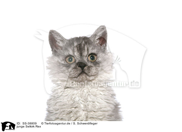 junge Selkirk Rex / young Selkirk Rex / SS-38809