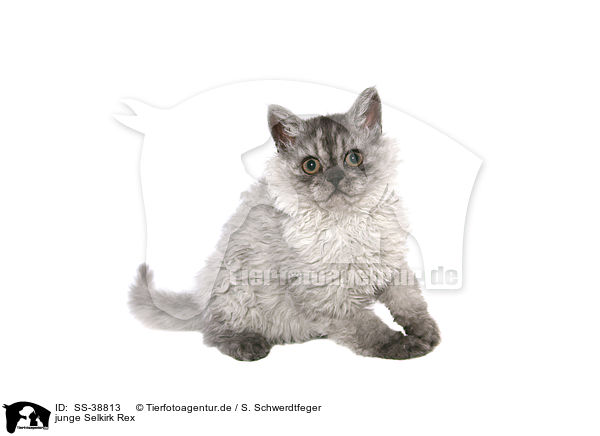 junge Selkirk Rex / young Selkirk Rex / SS-38813