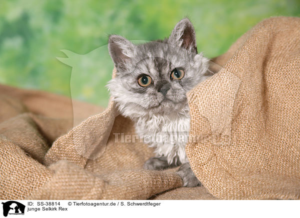 junge Selkirk Rex / young Selkirk Rex / SS-38814