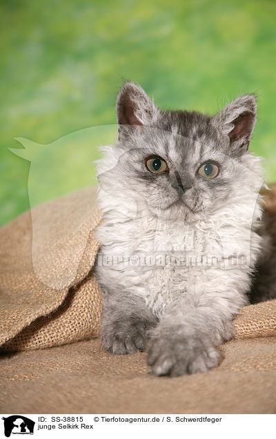 junge Selkirk Rex / SS-38815