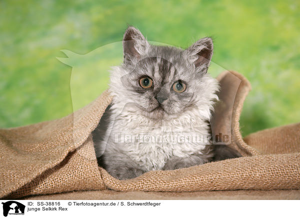 junge Selkirk Rex / young Selkirk Rex / SS-38816