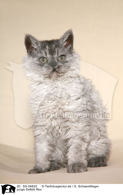 junge Selkirk Rex / SS-38820