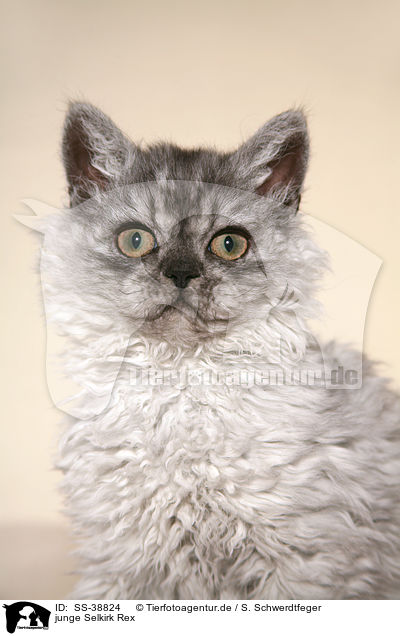 junge Selkirk Rex / young Selkirk Rex / SS-38824