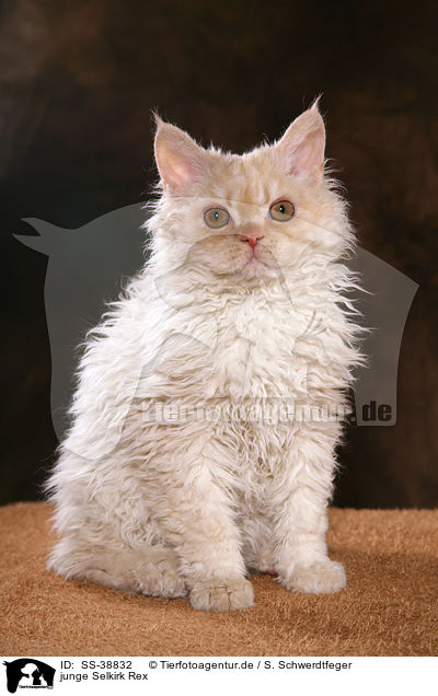 junge Selkirk Rex / SS-38832