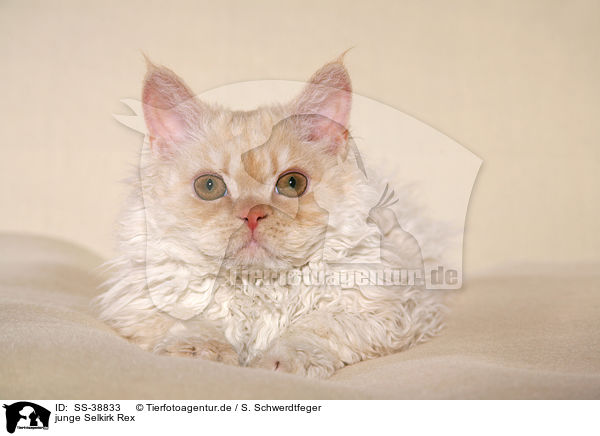 junge Selkirk Rex / young Selkirk Rex / SS-38833