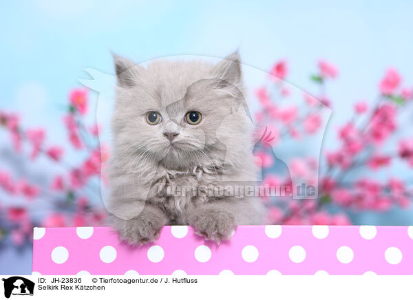 Selkirk Rex Ktzchen / JH-23836