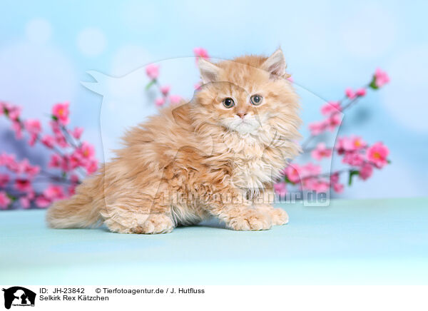 Selkirk Rex Ktzchen / Selkirk Rex Kitten / JH-23842